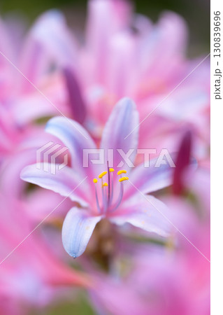 鮮やかに咲くリコリスの花芯 130839696