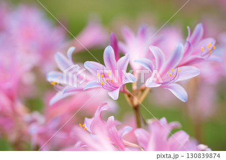 柔らかく広がるリコリスの群れ 柔らかく広がるリコリスの群れ 130839874
