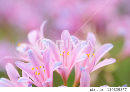やわらかな色彩のリコリスたち やわらかな色彩のリコリスたち 130839877