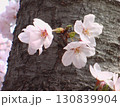 幹に咲く桜 130839904