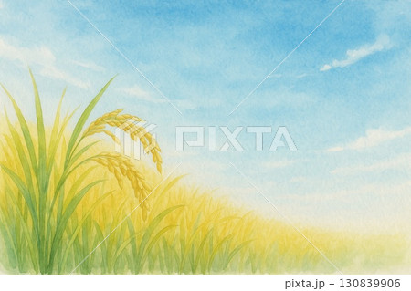 稲穂　田んぼ　収穫前　水彩画 130839906