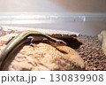 ニホントカゲ 130839908
