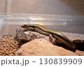 ニホントカゲ 130839909