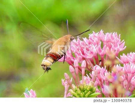 ペンタスとオオスカシバ 130840378