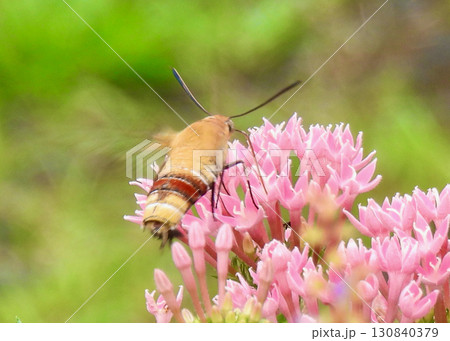 ペンタスとオオスカシバ 130840379