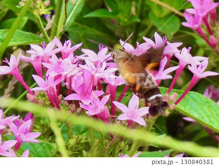 ペンタスとオオスカシバ 130840381