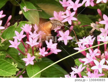 ペンタスとオオスカシバ 130840693