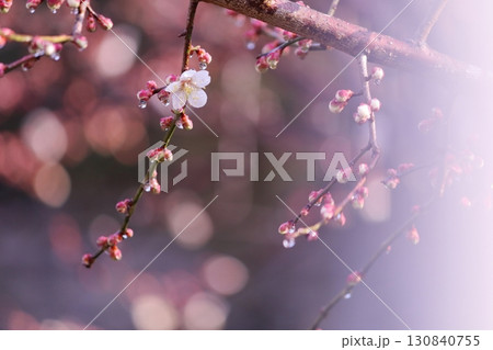 咲き始めた梅の花 咲き始めた梅の花 130840755
