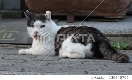 のらねこ のらねこ 130840765