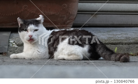 のらねこ のらねこ 130840766