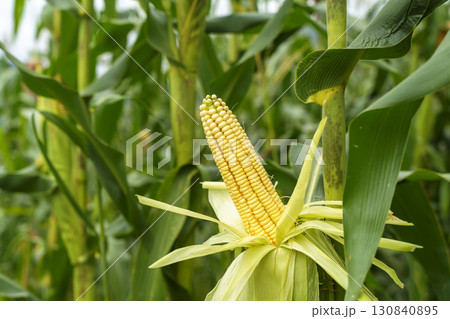 Ripe Corn on the Stalk in a Field Ripe Corn on the Stalk in a Field 130840895