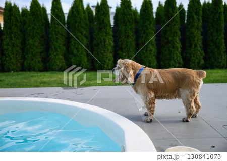 Golden cocker spaniel standing by swimming pool outdoors Golden cocker spaniel standing by swimming pool outdoors 130841073