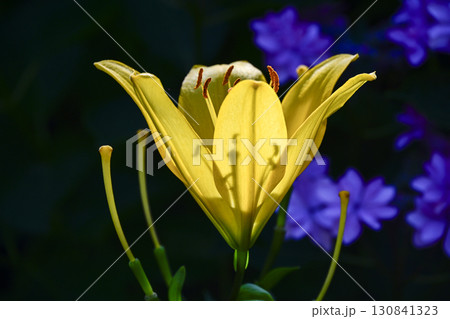 陽光に輝く百合 130841323