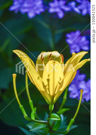 陽光に輝く百合 130841325