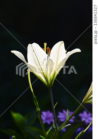 陽光に輝く百合 130841327