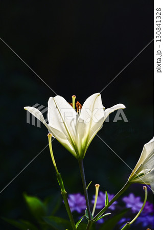 陽光に輝く百合 陽光に輝く百合 130841328