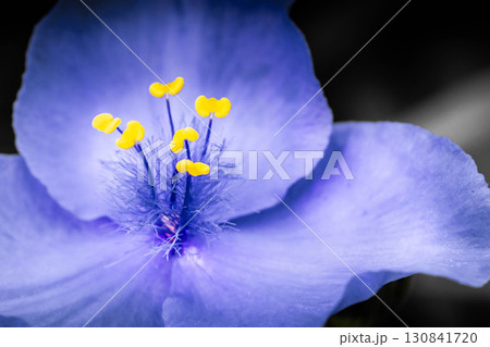 クローズアップ紫露草～神秘の世界～ 130841720