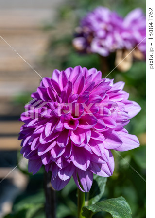 色鮮やかに咲くダリア 130841762