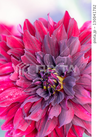 色鮮やかに咲くダリア 130841782