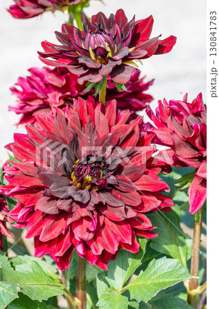 色鮮やかに咲くダリア 130841783