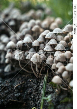 Forest Fungi Cluster in summer forest  130841810