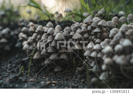 Forest Fungi Cluster in summer forest Forest Fungi Cluster in summer forest 130841811