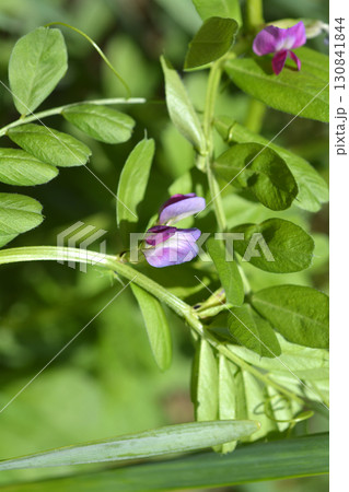 Common Vetch 130841844