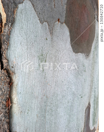 Capturing the intricate texture of old eucalyptus bark reveals a blend of muted colors and distinctive patterns, reflecting nature's artistry in a calm outdoor environment. Capturing the intricate texture of old eucalyptus bark reveals a blend of muted colors and distinctive patterns, reflecting nature's artistry in a calm outdoor environment. 130842710