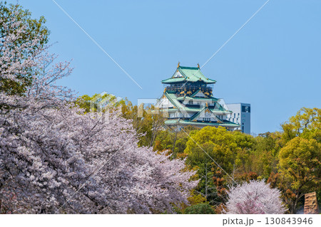 青空と満開の桜に彩られた春の大阪城。大阪市、大阪府、日本 130843946