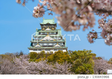 青空と満開の桜に彩られた春の大阪城。大阪市、大阪府、日本 130843966