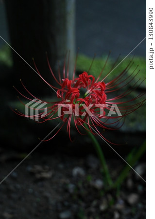 道端に咲く彼岸花 130843990