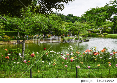 見頃を迎えたユリ園 見頃を迎えたユリ園 130843992