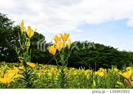 見頃を迎えたユリ園 130843993