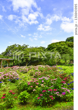 見頃を迎えたユリ園 130843995