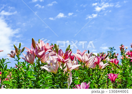 見頃を迎えたユリ園 130844001