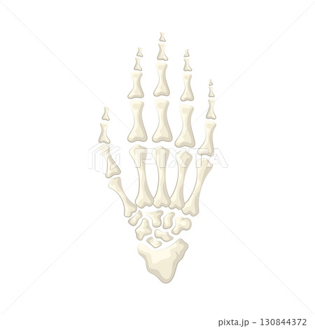 Illustration of skeleton hands Illustration of skeleton hands 130844372