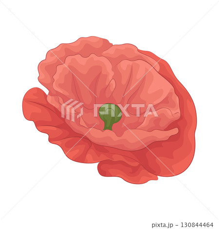 Illustration of hibiscus Illustration of hibiscus 130844464