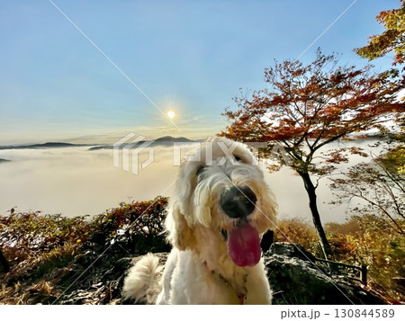 朝日に染まる雲海と紅葉に包まれて大型犬と山頂を目指す 朝日に染まる雲海と紅葉に包まれて大型犬と山頂を目指す 130844589