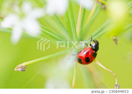 白い花に留まるナナホシテントウ 130844653