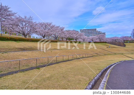 桜咲く東京都稲城市若葉台1丁目の若葉台公園を見る 桜咲く東京都稲城市若葉台1丁目の若葉台公園を見る 130844686
