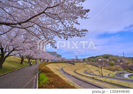 桜咲く東京都稲城市若葉台1丁目の若葉台公園を見る 桜咲く東京都稲城市若葉台1丁目の若葉台公園を見る 130844690