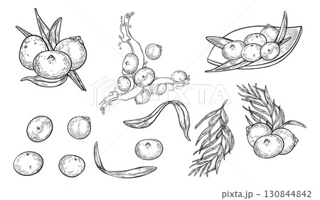 Acai berries, juice splash black white vector clipart. Fresh berries on plate outline illustration isolated on white. Superfood and botanical elements hand drawn ink. Fruit, leaf for design packaging. Acai berries, juice splash black white vector clipart. Fresh berries on plate outline illustration isolated on white. Superfood and botanical elements hand drawn ink. Fruit, leaf for design packaging. 130844842