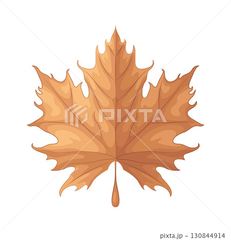 Illustration of maple leaf Illustration of maple leaf 130844914