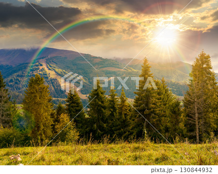 evergreen forest on the grassy meadow in mountains at sunset. beautiful sunny landscape with distant valley. amazing scenery of transcarpathia in evening light 130844932