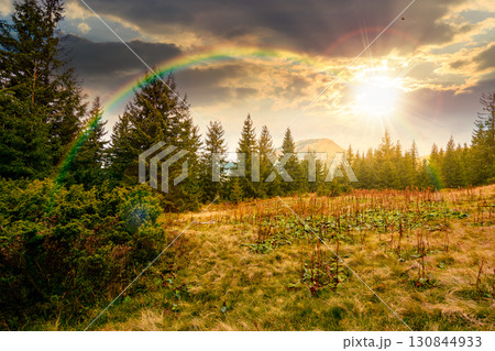 fir trees on a meadow at sunset. scenic landscape with coniferous forest in mountains under blue sky with heavy clouds in evening light. beautiful alpine scenery 130844933