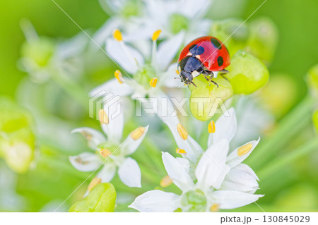 ニラの花とナナホシテントウ 130845029