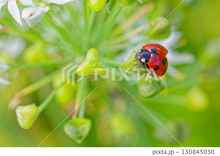 飛び出そうとするナナホシテントウ 130845030