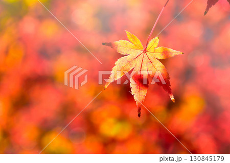 秋 紅葉 もみじ 秋 紅葉 もみじ 130845179