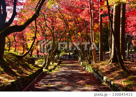 秋 北近江 鶏足寺 秋 北近江 鶏足寺 130845413