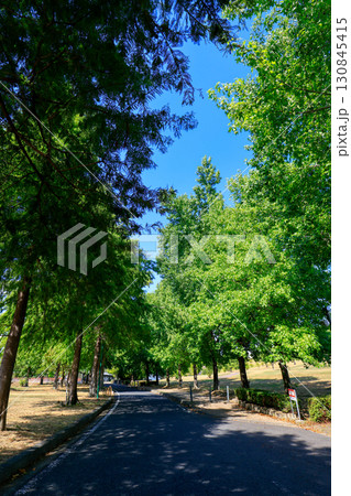 新緑に包まれた公園の遊歩道 130845415